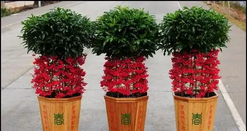 五種「旺宅花」,適合養客廳,一種比一種好養,一個比一個好看