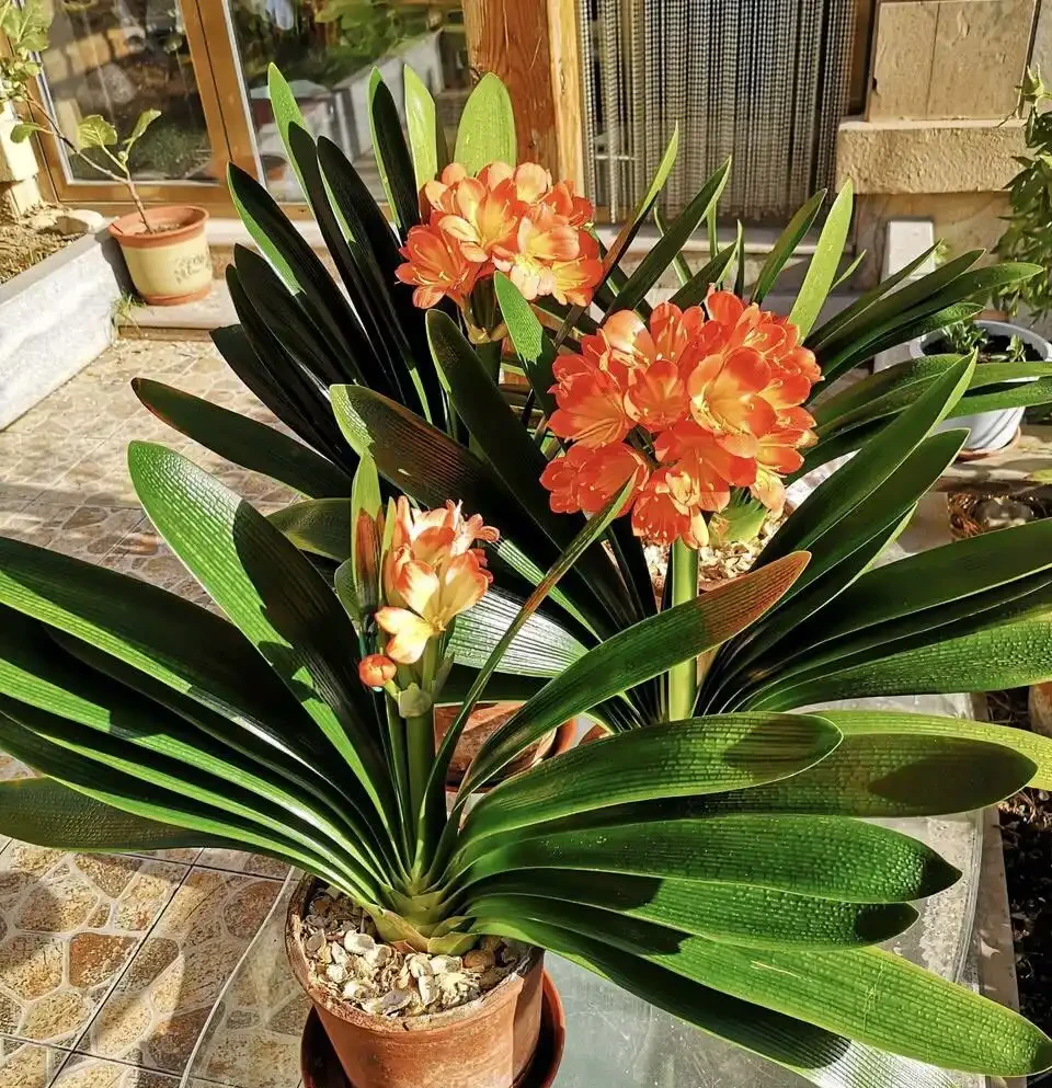 五種「旺宅花」,適合養客廳,一種比一種好養,一個比一個好看