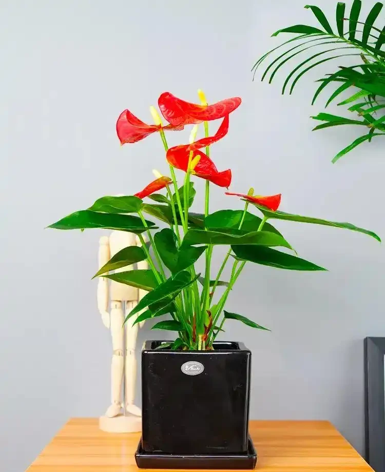 五種「旺宅花」,適合養客廳,一種比一種好養,一個比一個好看