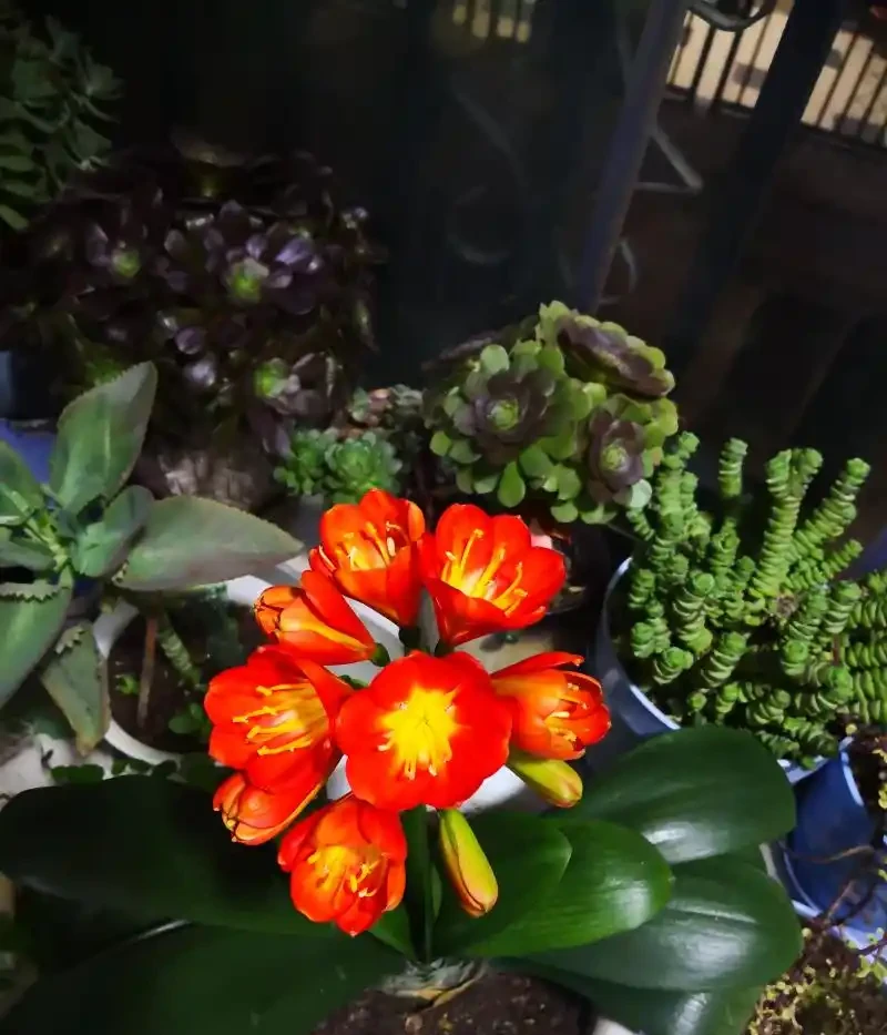 五種「旺宅花」，適合養客廳，一種比一種好養，一個比一個好看