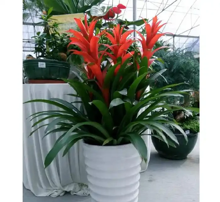 五種「旺宅花」,適合養客廳,一種比一種好養,一個比一個好看