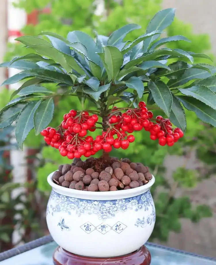 五種「旺宅花」,適合養客廳,一種比一種好養,一個比一個好看