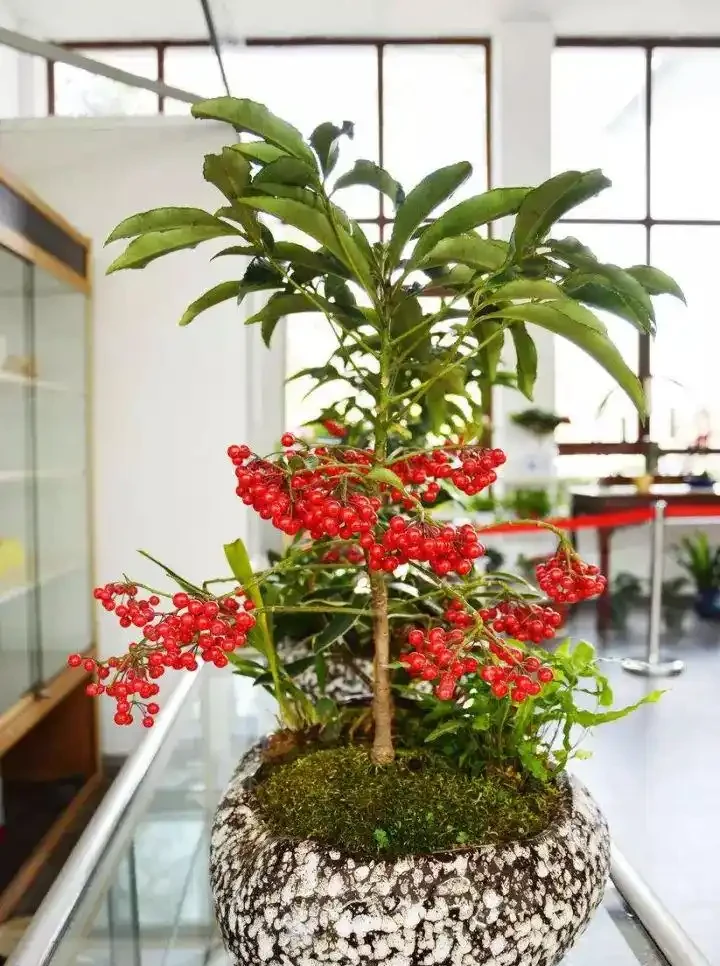 五種「旺宅花」,適合養客廳,一種比一種好養,一個比一個好看