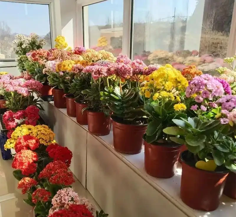 五種「旺宅花」，適合養客廳，一種比一種好養，一個比一個好看