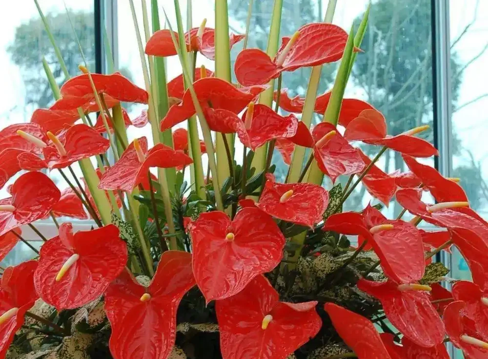 五種「旺宅花」,適合養客廳,一種比一種好養,一個比一個好看