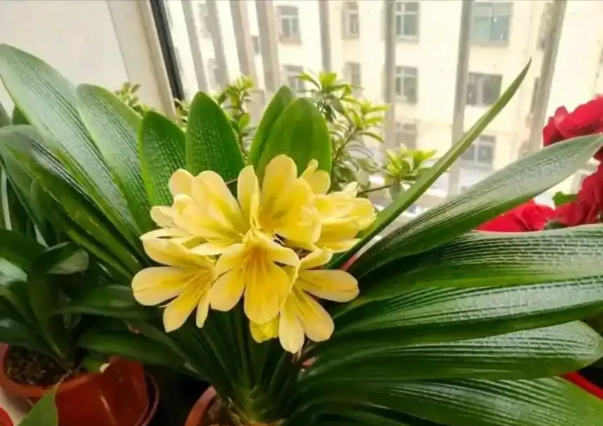五種「旺宅花」,適合養客廳,一種比一種好養,一個比一個好看