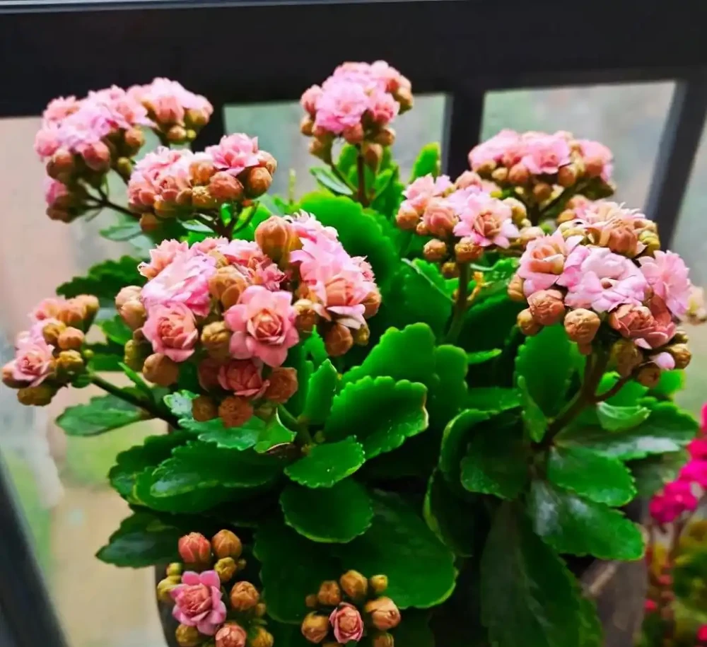 五種「旺宅花」,適合養客廳,一種比一種好養,一個比一個好看