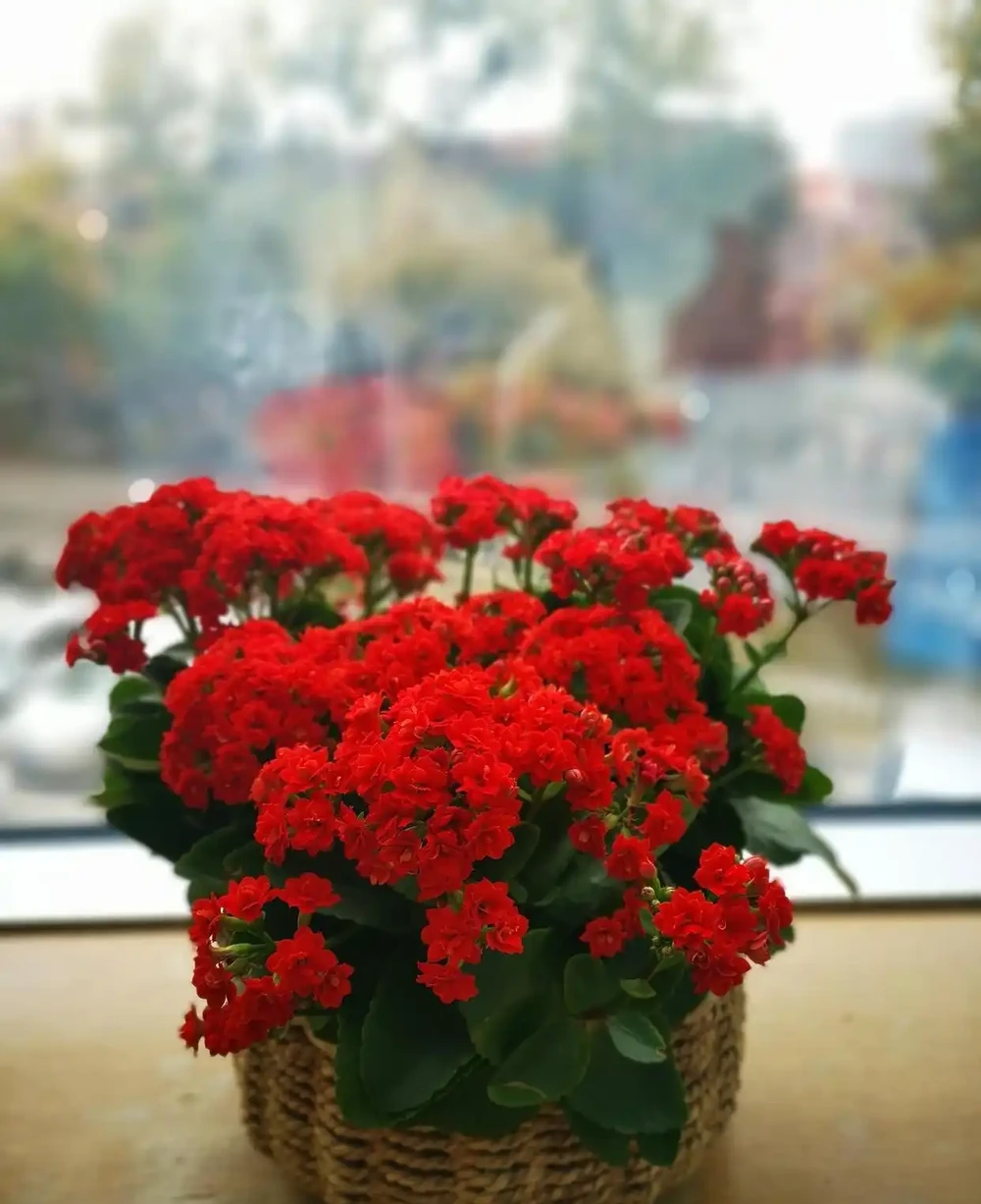 五種「旺宅花」,適合養客廳,一種比一種好養,一個比一個好看