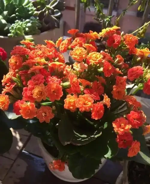 五種「旺宅花」,適合養客廳,一種比一種好養,一個比一個好看
