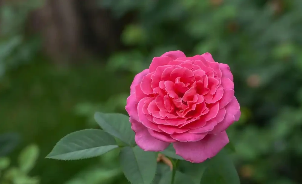 4種「催花肥」,第一種免費,想讓花草開花多,趕緊用起來
