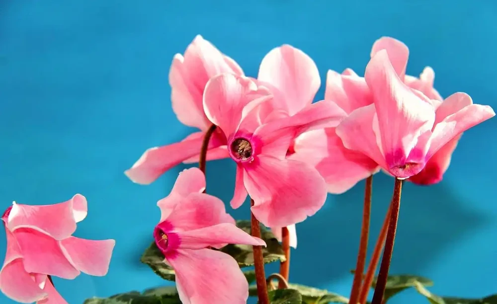 4種「催花肥」,第一種免費,想讓花草開花多,趕緊用起來