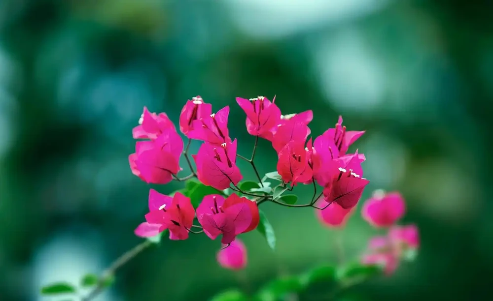 4種「催花肥」,第一種免費,想讓花草開花多,趕緊用起來