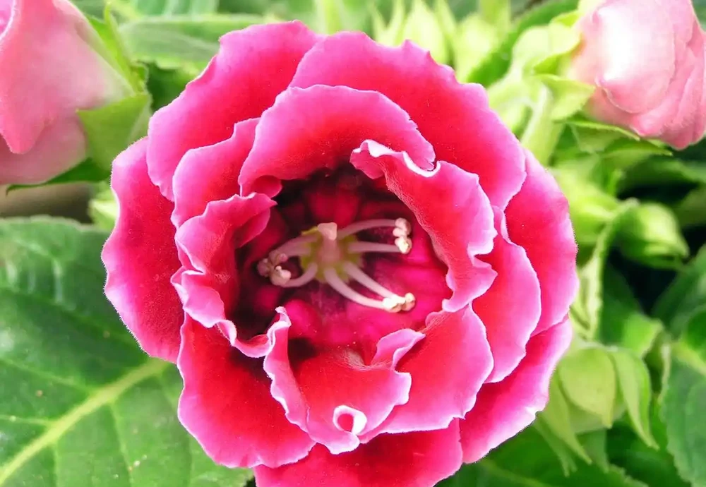 4種「催花肥」,第一種免費,想讓花草開花多,趕緊用起來