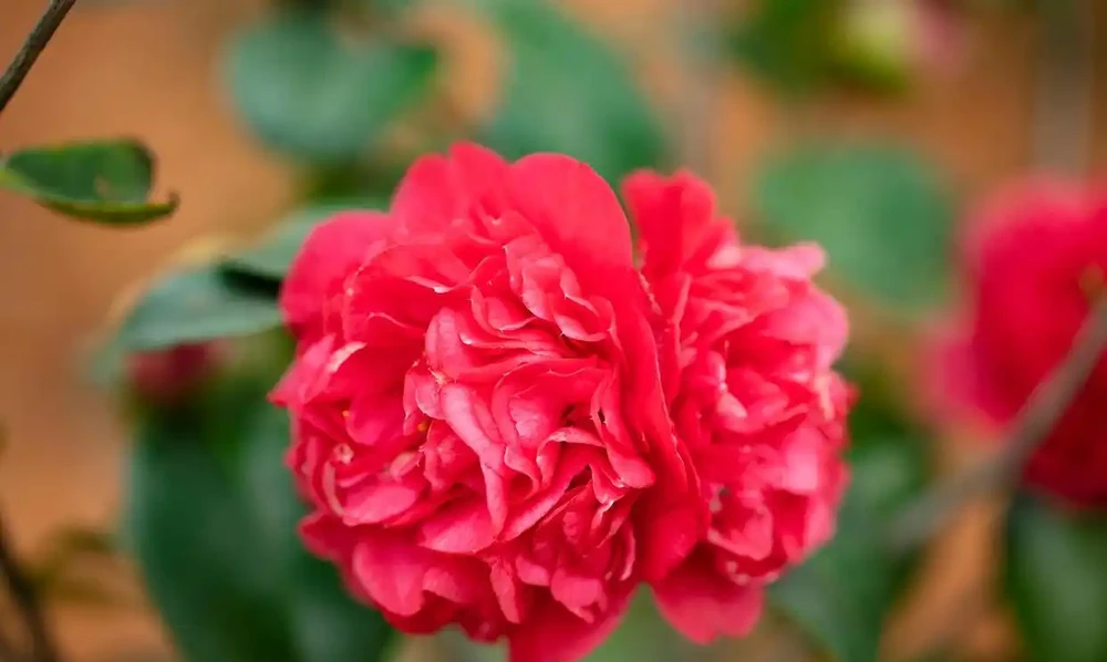 4種「催花肥」,第一種免費,想讓花草開花多,趕緊用起來
