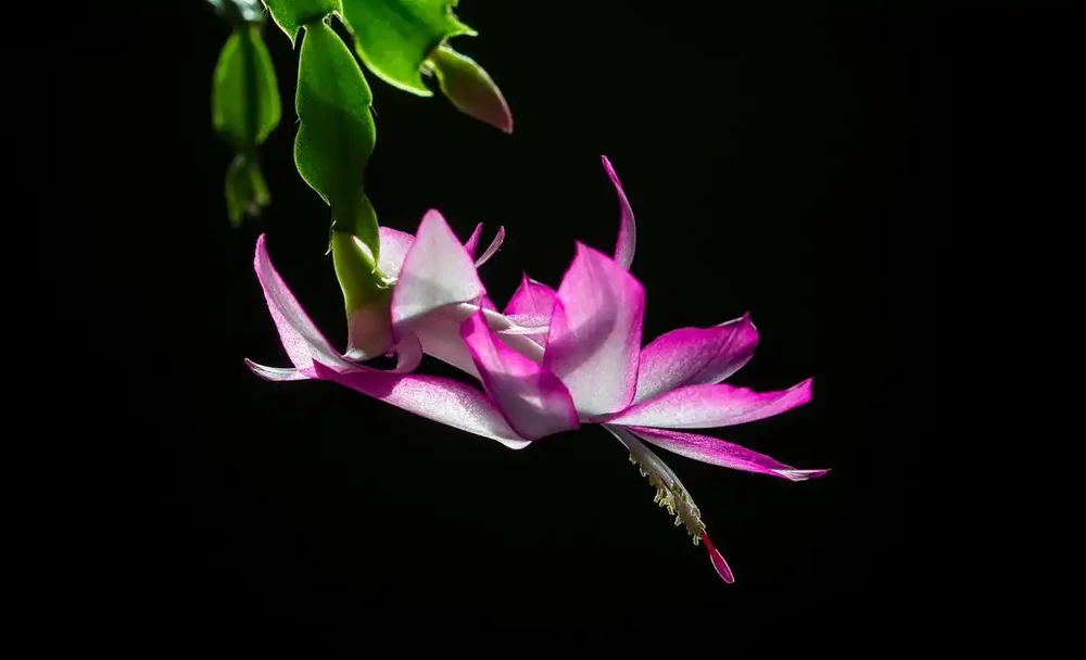 4種「催花肥」,第一種免費,想讓花草開花多,趕緊用起來