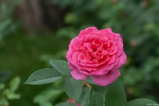 4種「催花肥」，第一種免費，想讓花草開花多，趕緊用起來