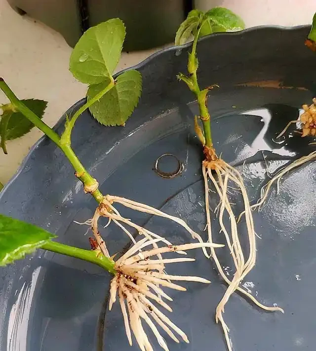 玫瑰插枝多久可以移植？