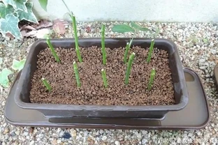 玫瑰插枝多久可以移植？