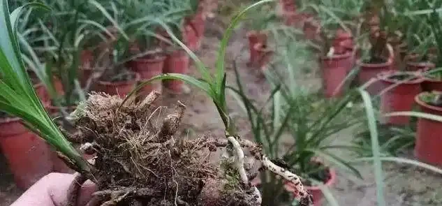 剪掉葉片的蘭花,還能成活再生嗎?蘭友:合理操作,蘭株更漂亮