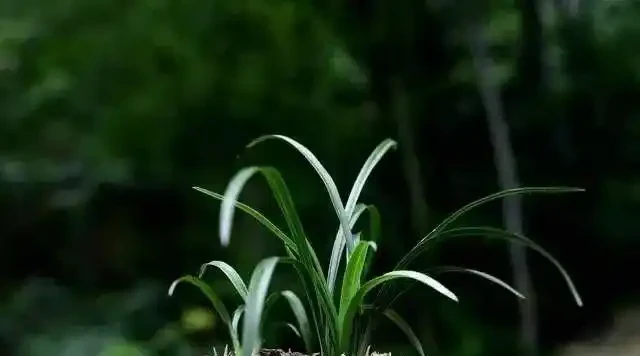 剪掉葉片的蘭花,還能成活再生嗎?蘭友:合理操作,蘭株更漂亮