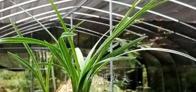 剪掉葉片的蘭花,還能成活再生嗎?蘭友:合理操作,蘭株更漂亮