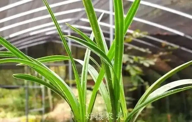 剪掉葉片的蘭花,還能成活再生嗎?蘭友:合理操作,蘭株更漂亮