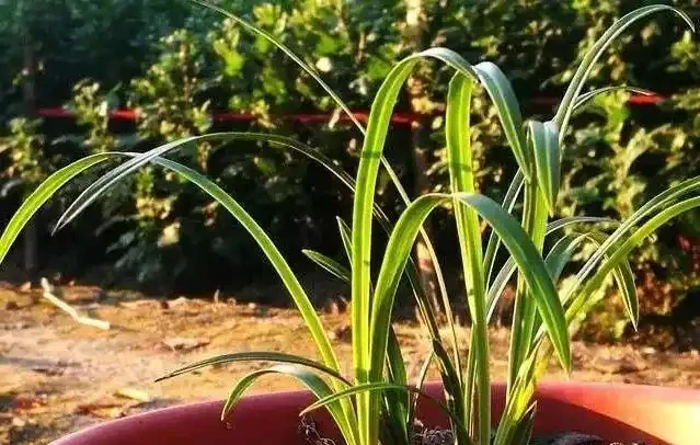 剪掉葉片的蘭花,還能成活再生嗎?蘭友:合理操作,蘭株更漂亮