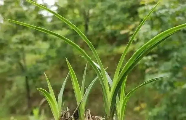 剪掉葉片的蘭花,還能成活再生嗎?蘭友:合理操作,蘭株更漂亮