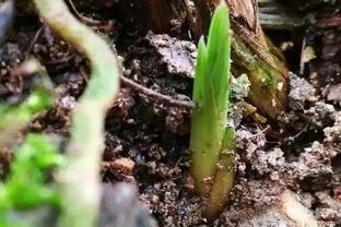 剪掉葉片的蘭花，還能成活再生嗎？蘭友：合理操作，蘭株更漂亮