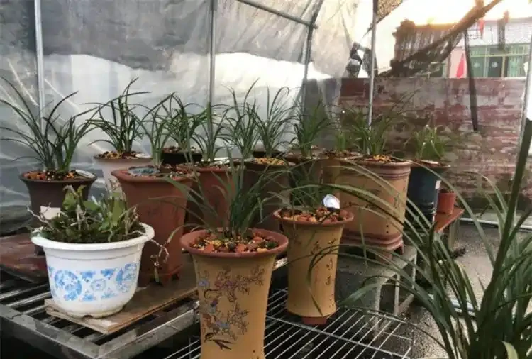 花葉發黃應該怎麼辦？從5個方面做出調整，十有八九能挽救回來