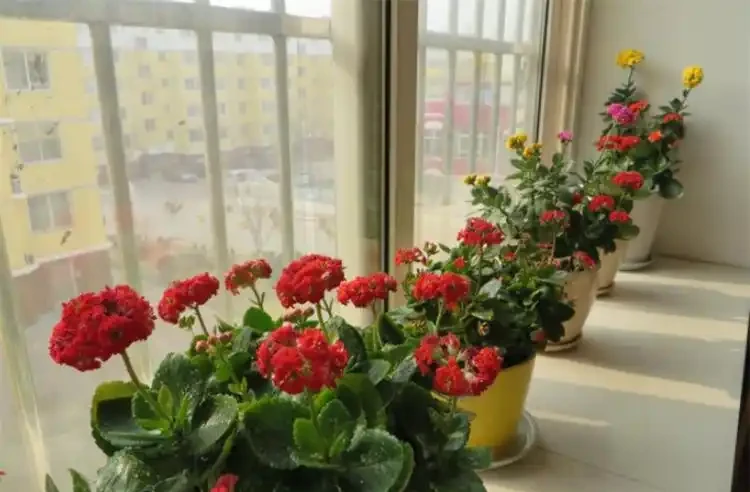 花葉發黃應該怎麼辦？從5個方面做出調整，十有八九能挽救回來