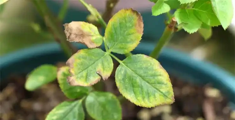 花葉發黃應該怎麼辦？從5個方面做出調整，十有八九能挽救回來