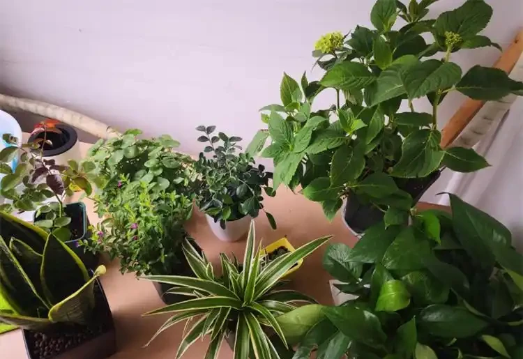 花葉發黃應該怎麼辦？從5個方面做出調整，十有八九能挽救回來
