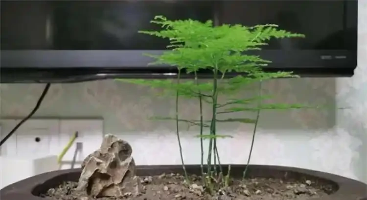 花葉發黃應該怎麼辦？從5個方面做出調整，十有八九能挽救回來