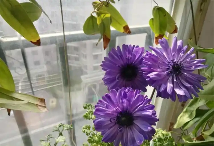 花葉發黃應該怎麼辦？從5個方面做出調整，十有八九能挽救回來
