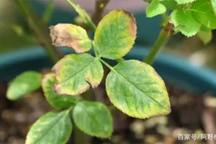 花葉發黃應該怎麼辦？從5個方面做出調整，十有八九能挽救回來