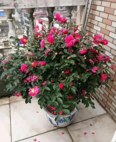 想要茶花開爆花,3種花肥少不了,輪番使用,花苞一茬接一茬
