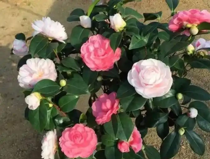 想要茶花開爆花,3種花肥少不了,輪番使用,花苞一茬接一茬