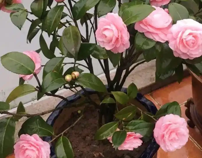 想要茶花開爆花,3種花肥少不了,輪番使用,花苞一茬接一茬