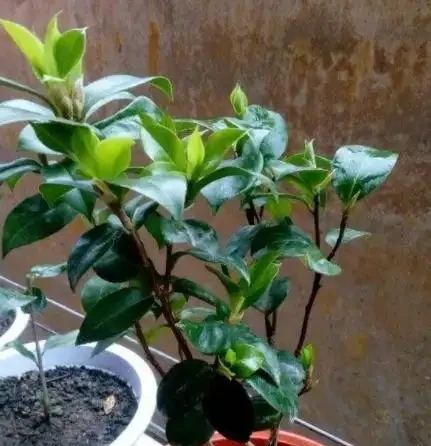 茶花換盆掉葉成「光桿」,原因只有一個,下次注意才能保證長勢