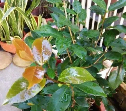 茶花換盆掉葉成「光桿」,原因只有一個,下次注意才能保證長勢