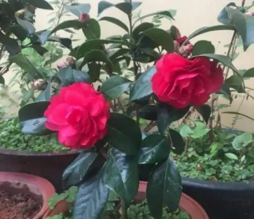 茶花換盆掉葉成「光桿」,原因只有一個,下次注意才能保證長勢