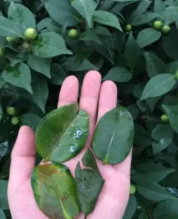 茶花換盆掉葉成「光桿」,原因只有一個,下次注意才能保證長勢
