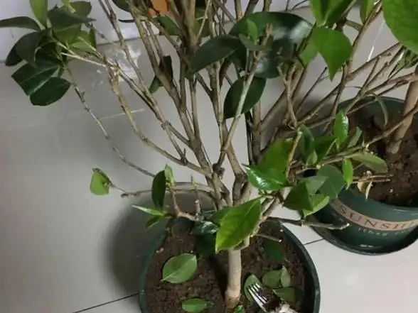 茶花換盆掉葉成「光桿」,原因只有一個,下次注意才能保證長勢