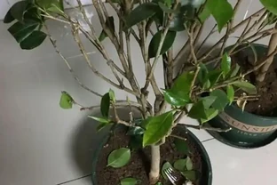 茶花換盆掉葉成「光桿」，原因只有一個，下次注意才能保證長勢