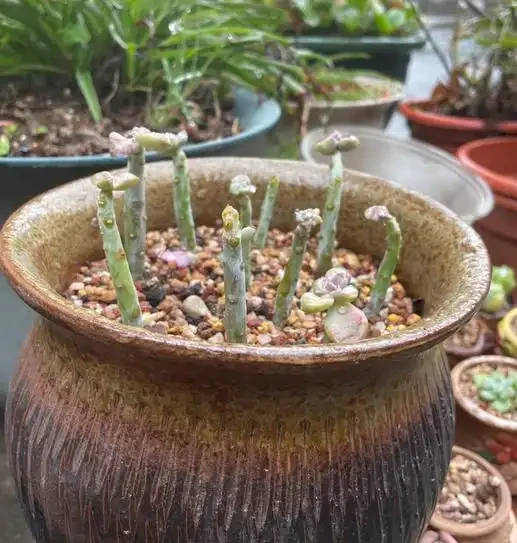 多肉紫悅度夏變成光桿了，經過挽救之後，希望快點爆側芽