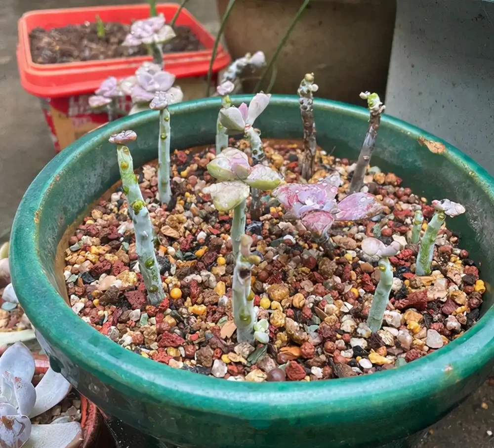多肉紫悅度夏變成光桿了，經過挽救之後，希望快點爆側芽