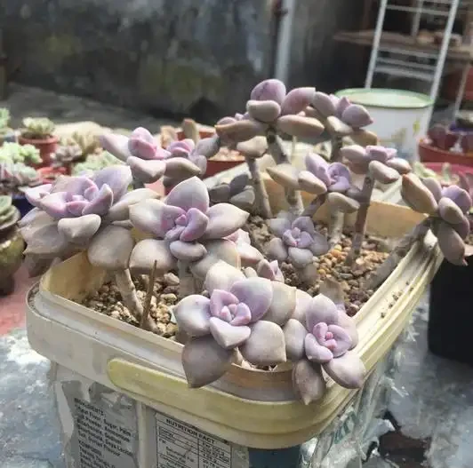 多肉紫悅度夏變成光桿了，經過挽救之後，希望快點爆側芽