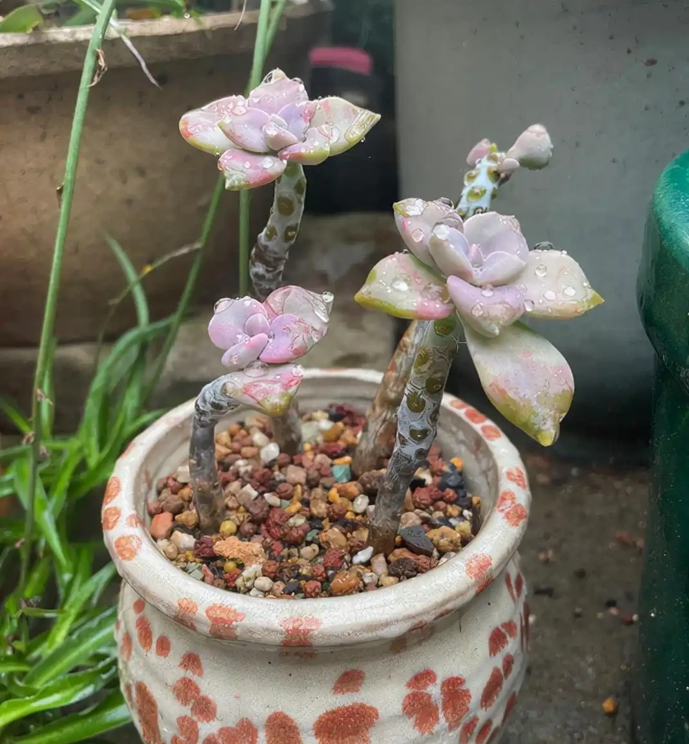 多肉紫悅度夏變成光桿了，經過挽救之後，希望快點爆側芽