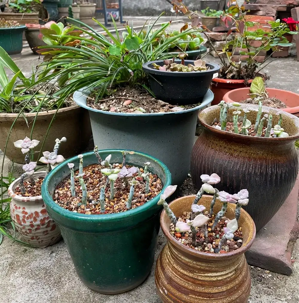 多肉紫悅度夏變成光桿了，經過挽救之後，希望快點爆側芽